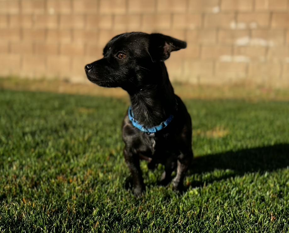 adorable chihuahua