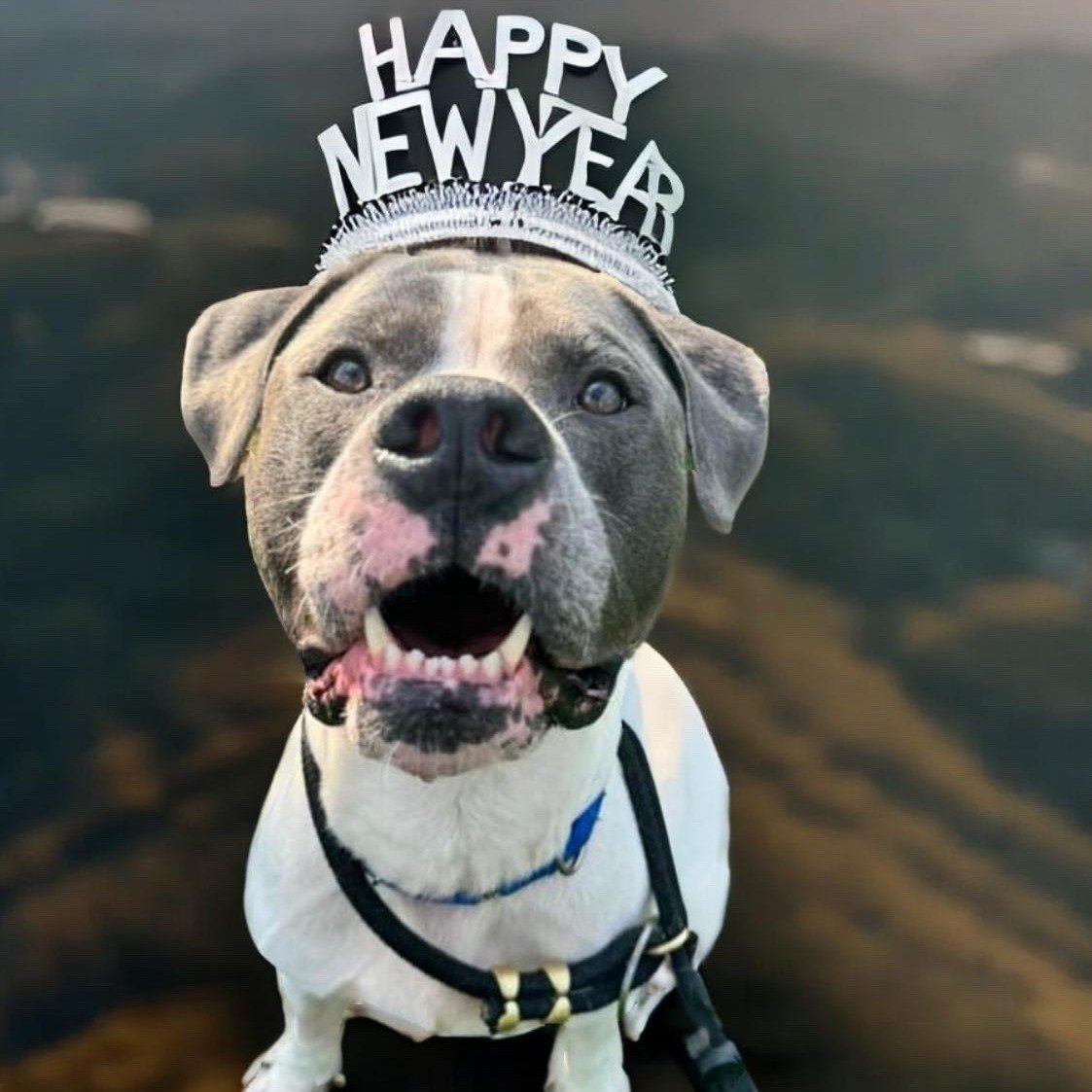 adorable gray and white dog