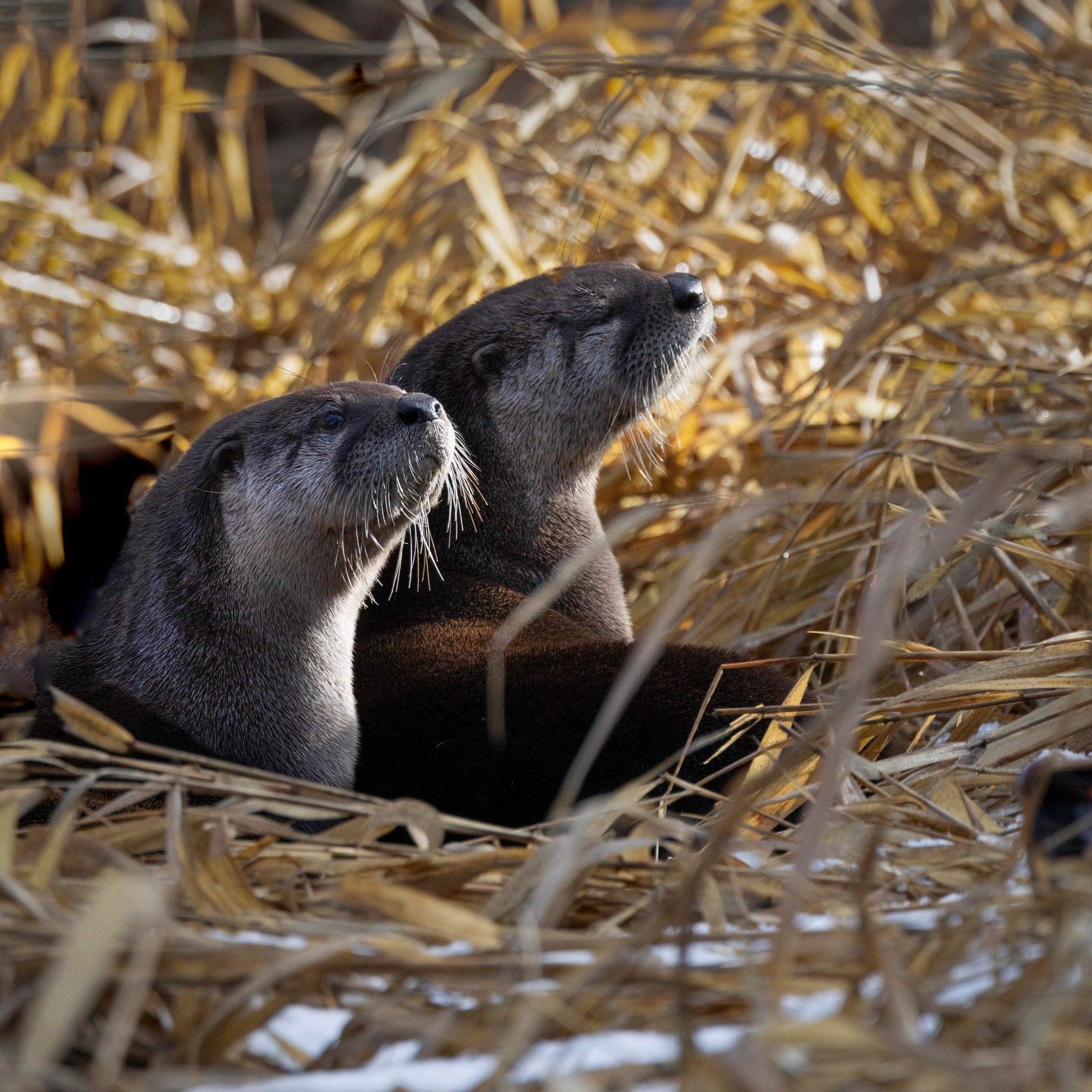 adorable otters