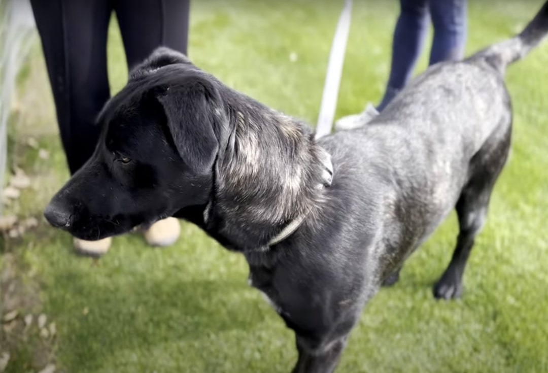 beautiful black dog