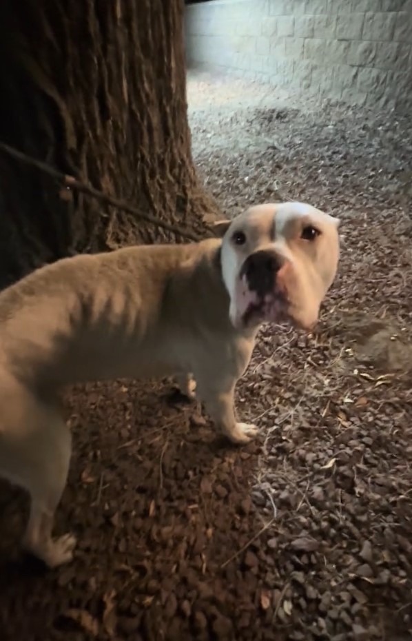 beautiful dog on leash