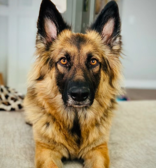 beautiful senior dog