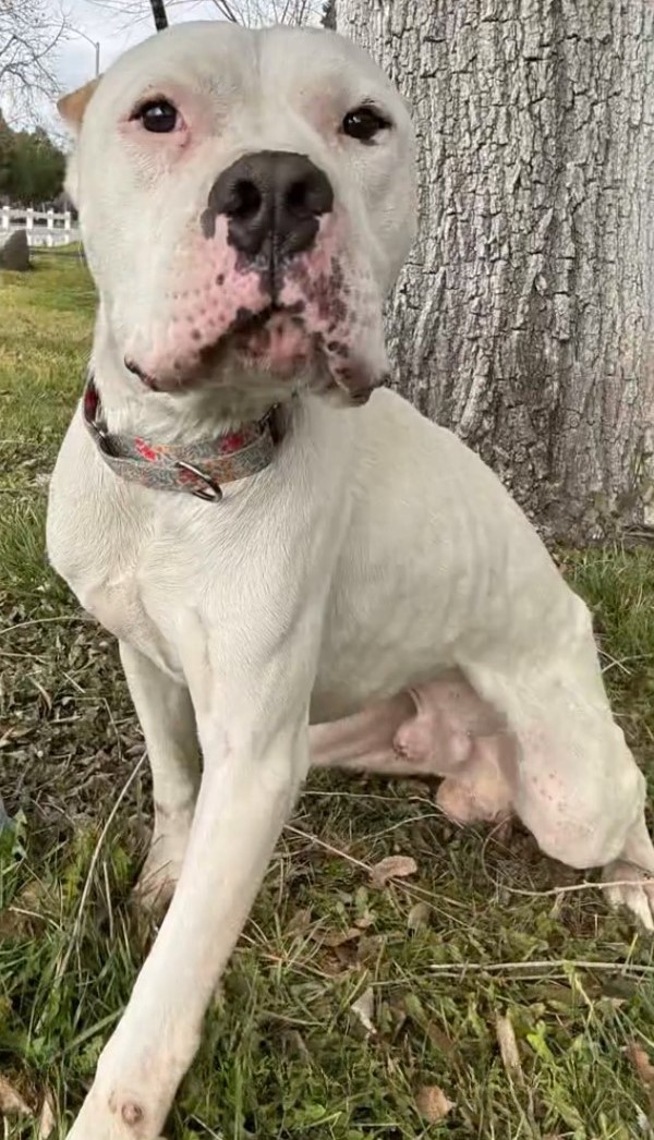 beautiful white dog