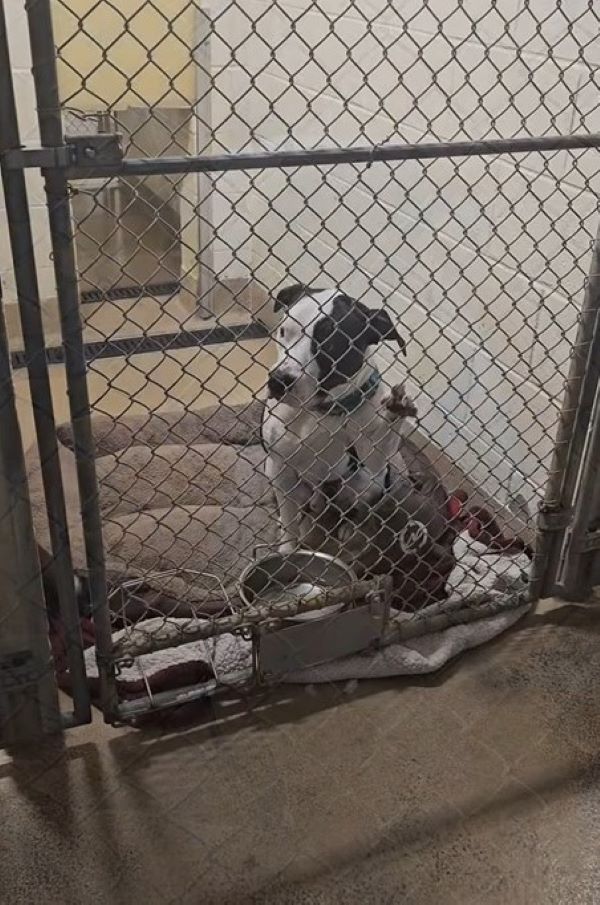 black and white dog sitting down