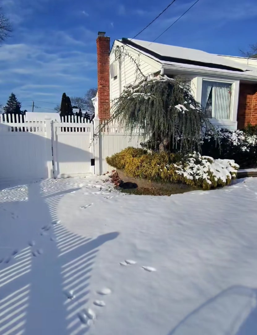 black animal on a snow