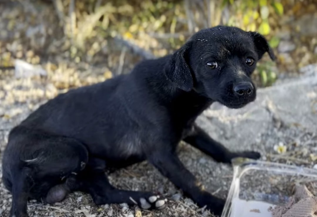 black chihuahua