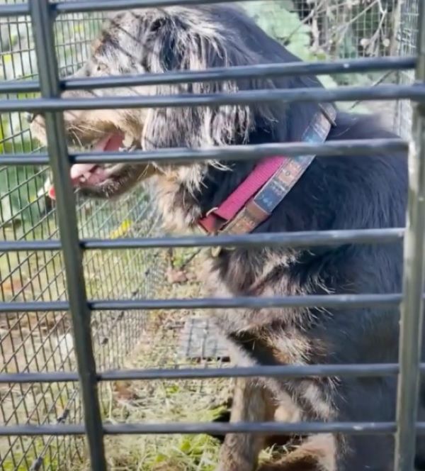 black dog in cage