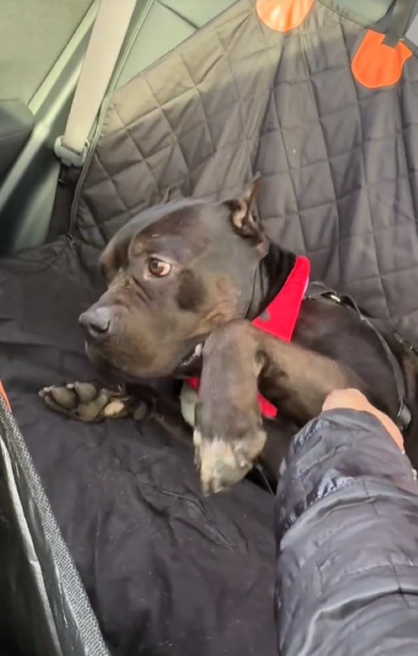 black dog in car