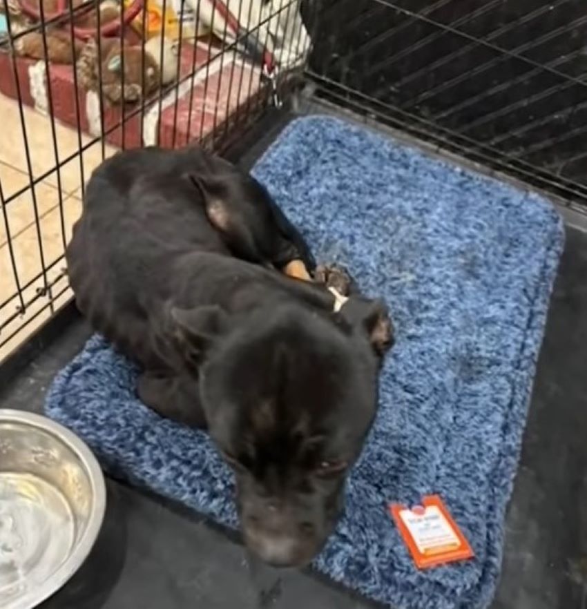 black dog laying in a crate