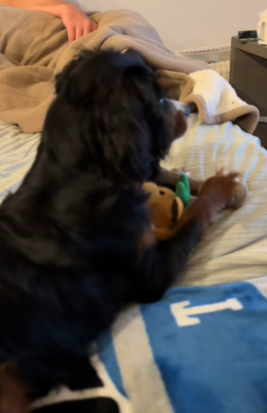 black dog laying on a bed