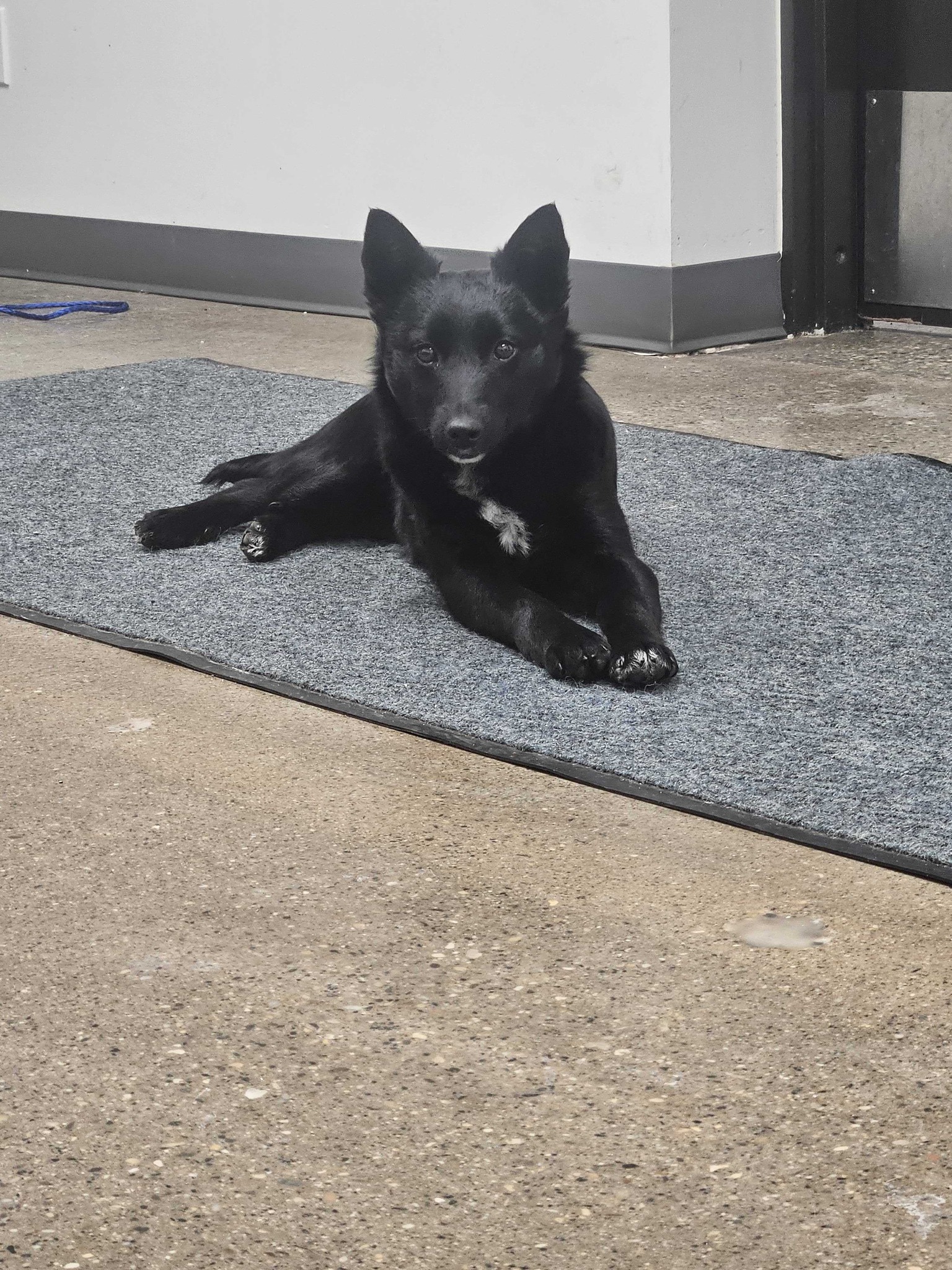 black dog laying on a rug