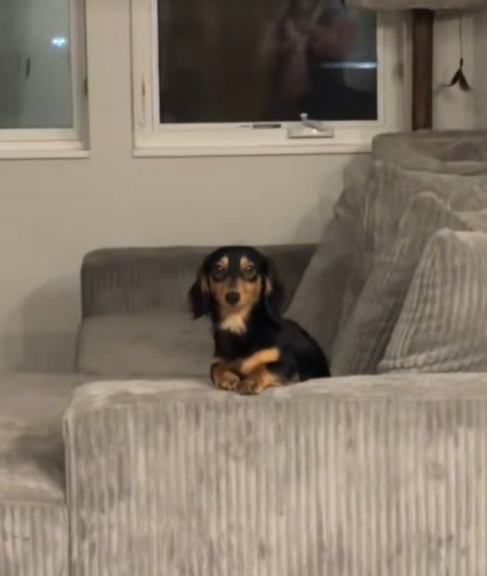 black dog sitting in sofa