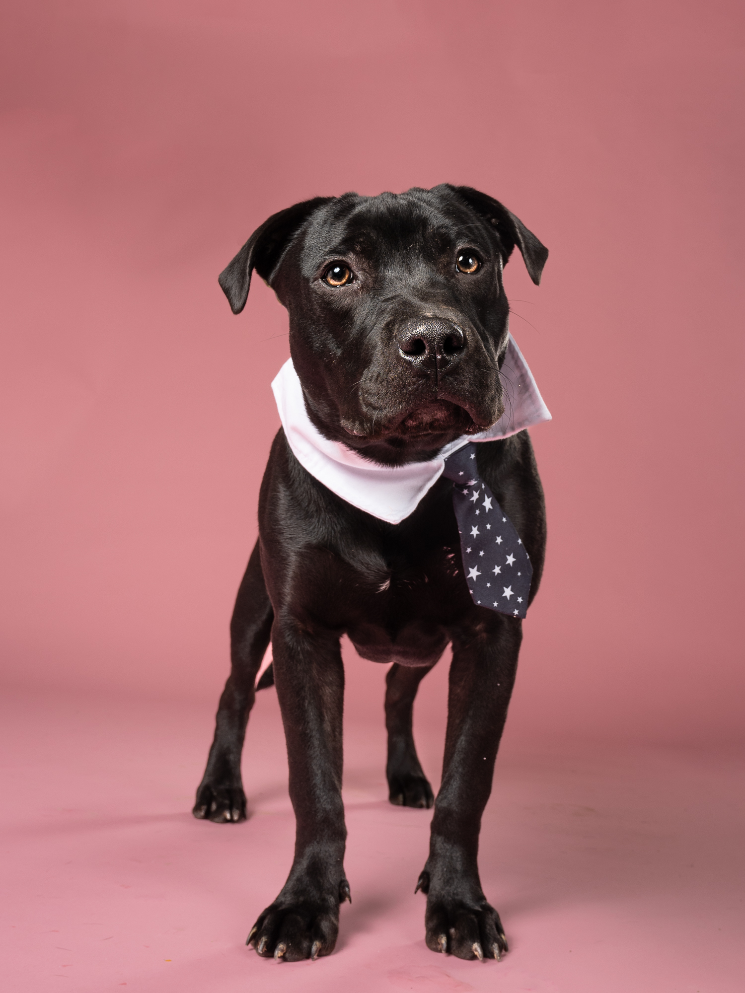 black dog with tie