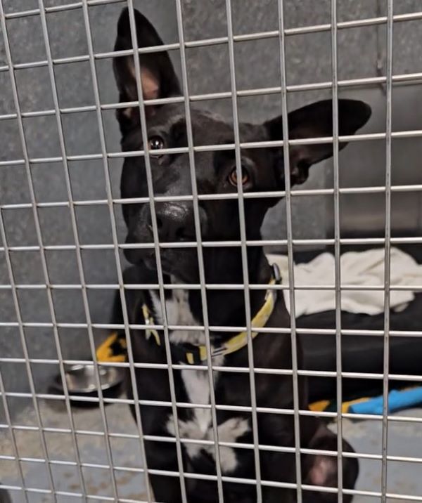 black puppy in crate