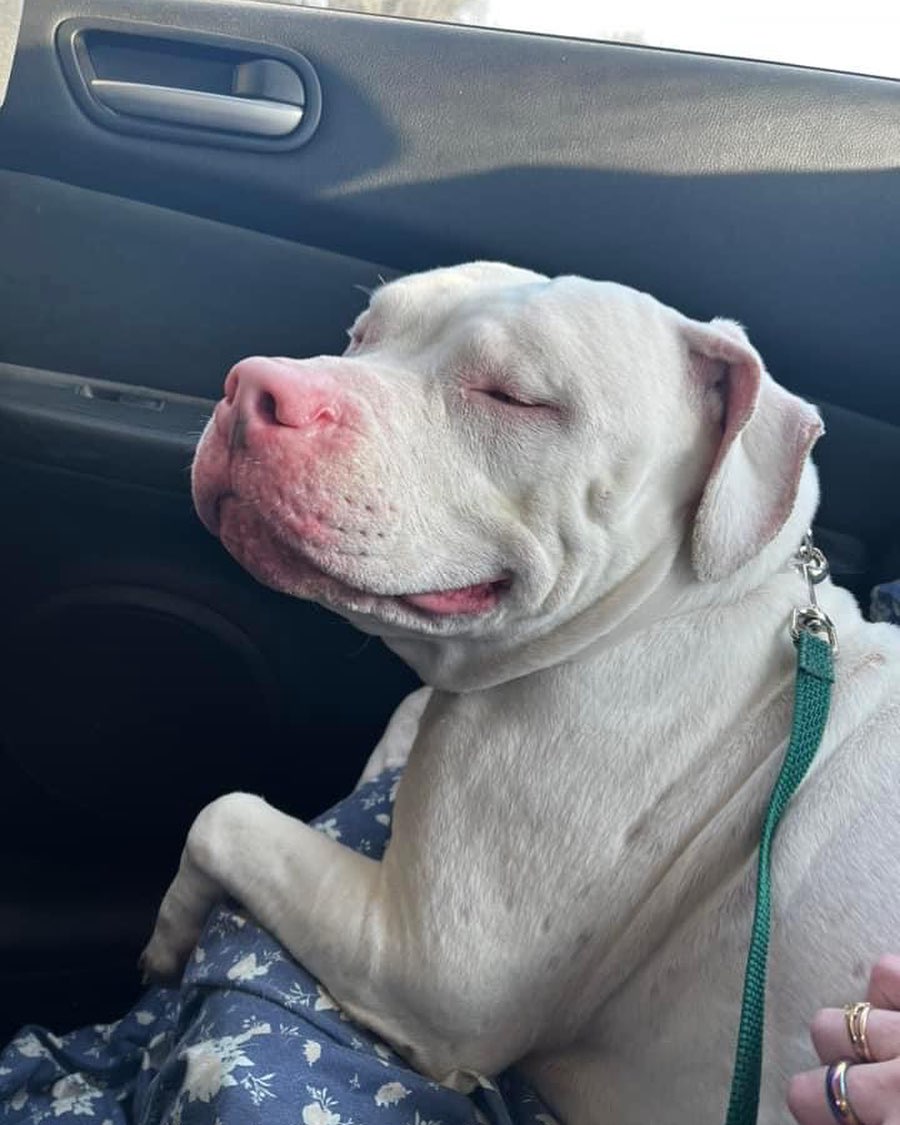 blind dog in car