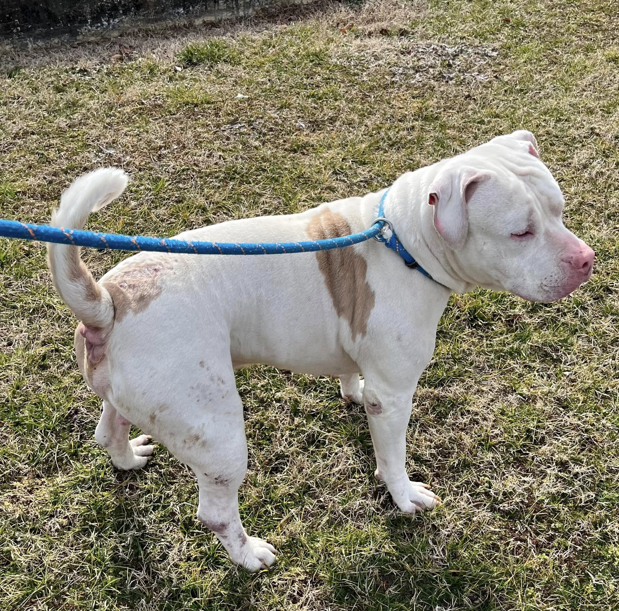 blind dog on a leash