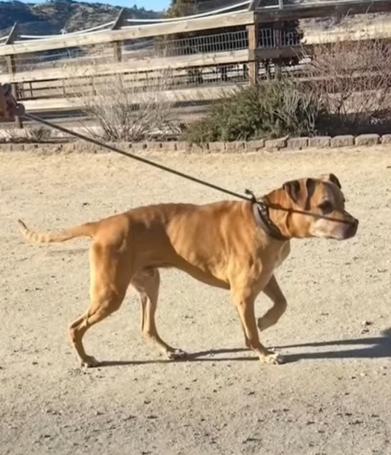 brown dog on a leash