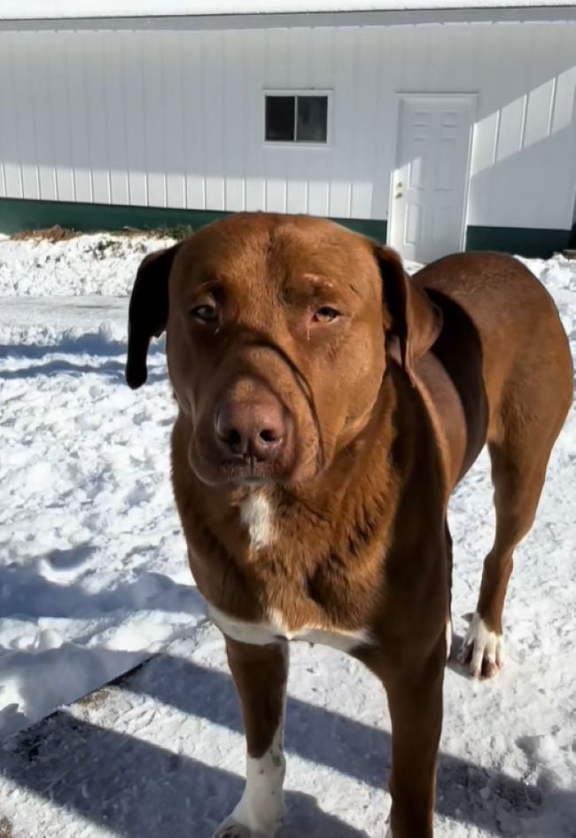 brown dog on snow