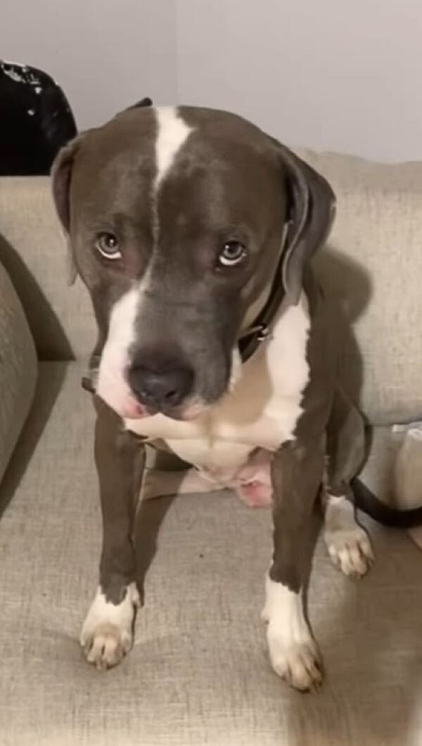 cute black and white dog