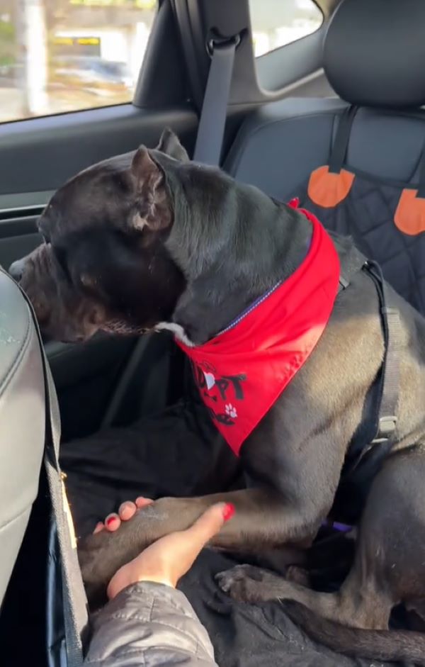 cute black dog in car