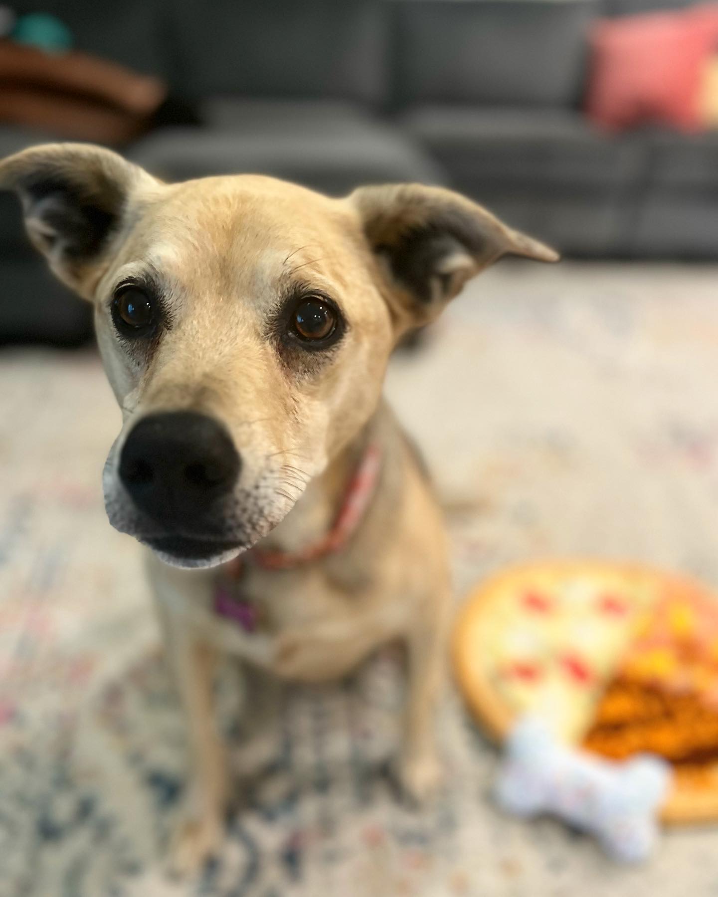 cute dog on a rug