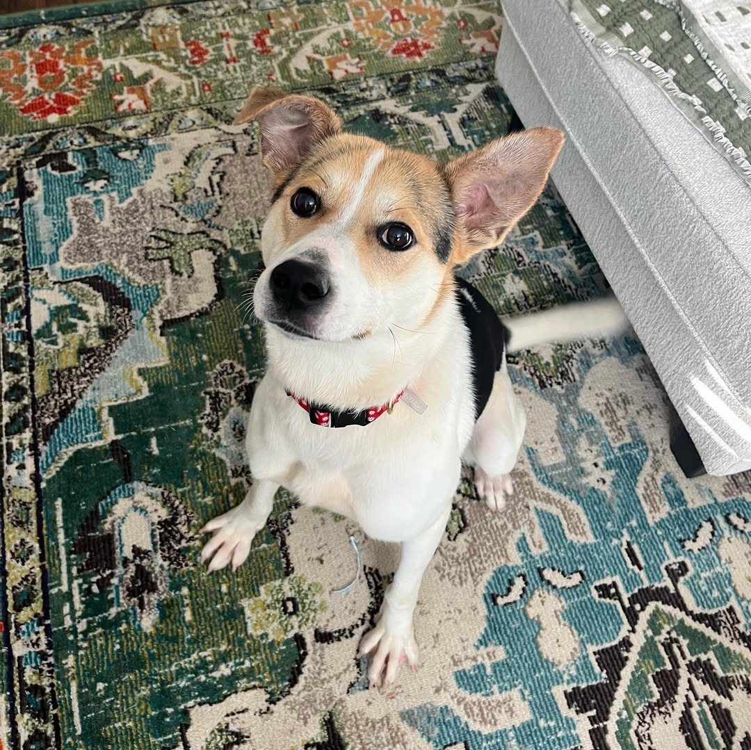 cute dog sitting on a rug