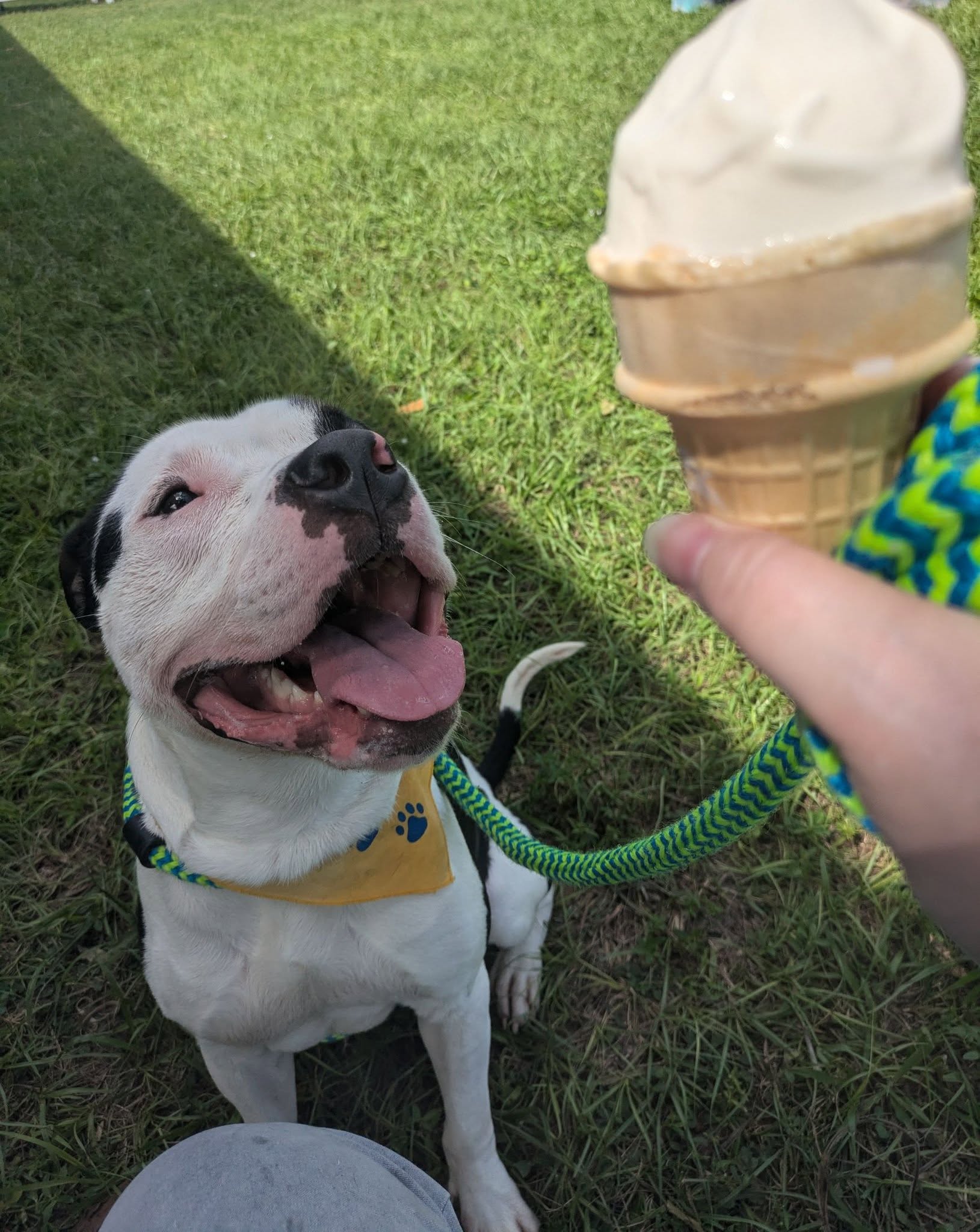 dog and ice cream