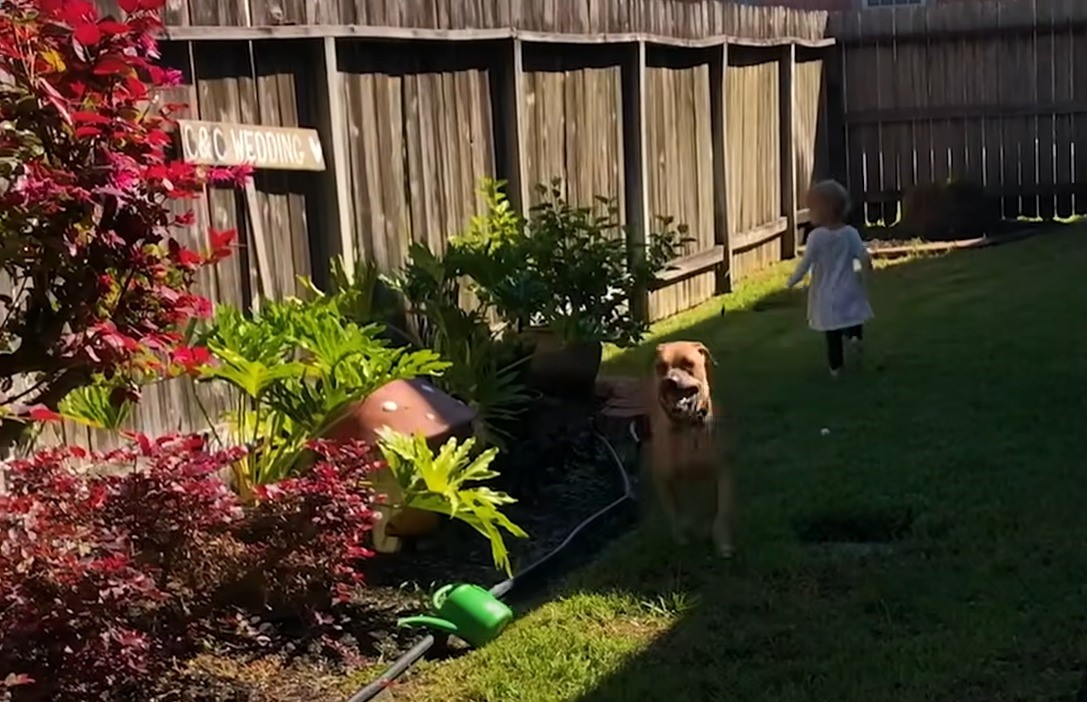 dog and kid in garden