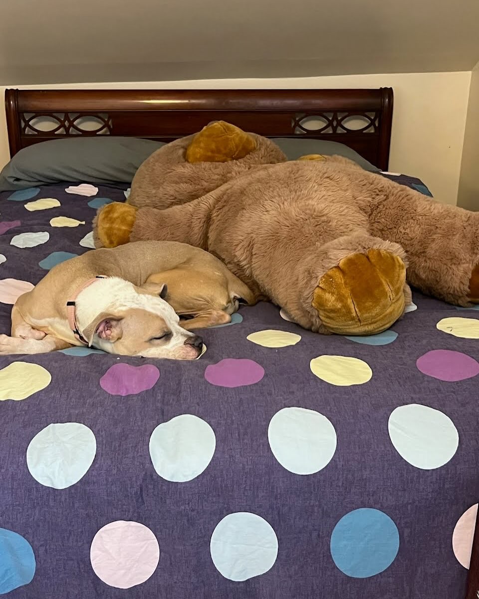 dog and teddy bear