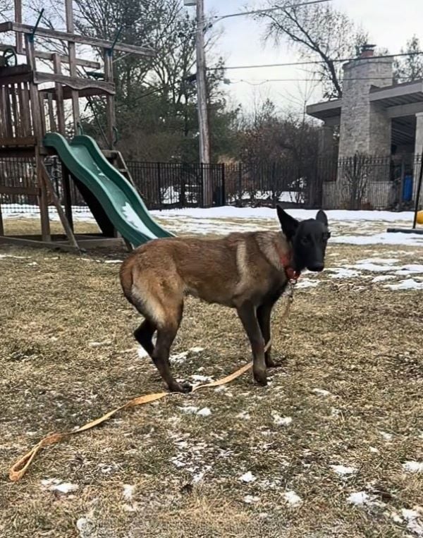 dog in a park