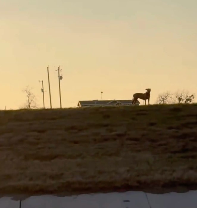 dog in sunset