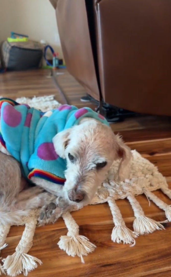 dog laying on a rug