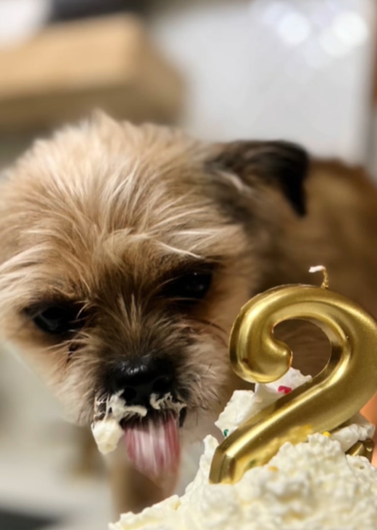 dog on a birthday