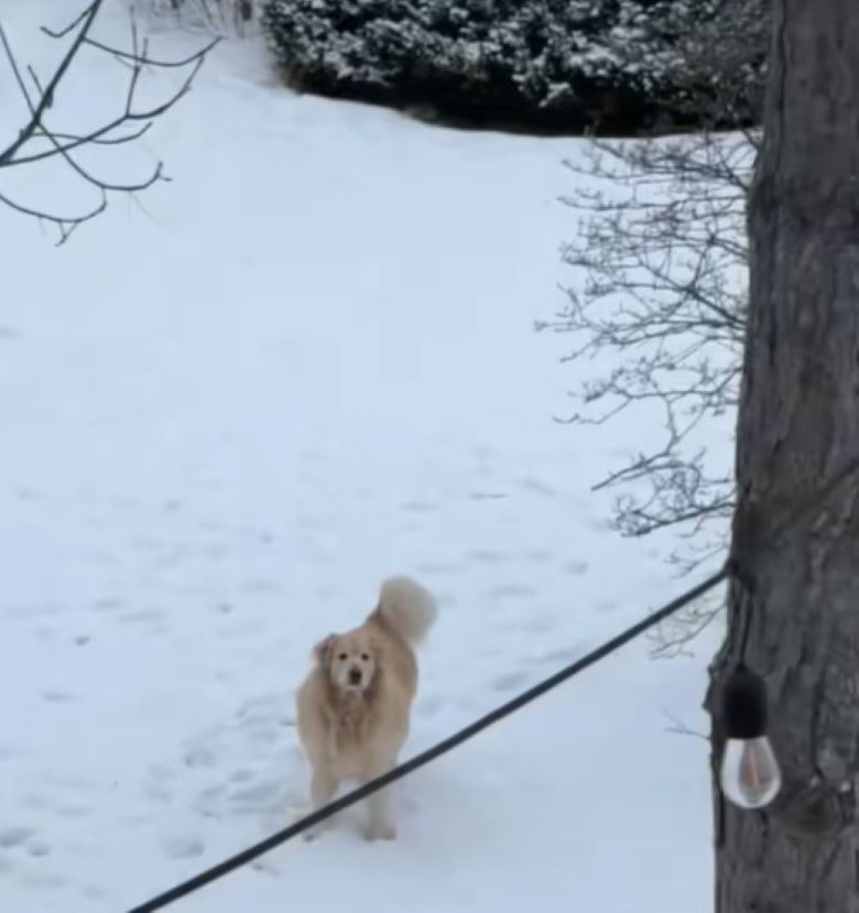 dog on snow