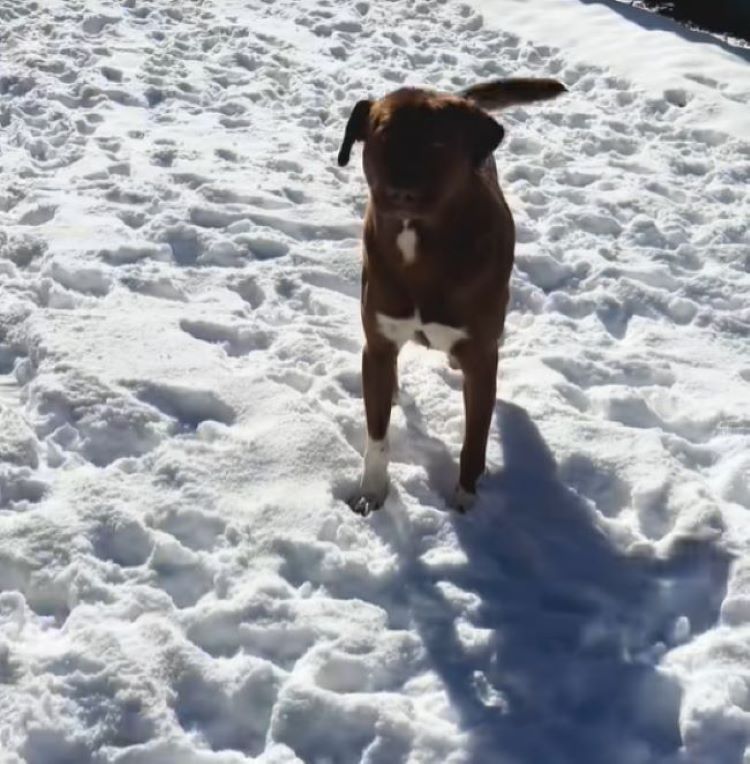 dog on snow