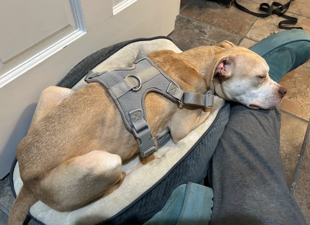 dog sleeping on a owner