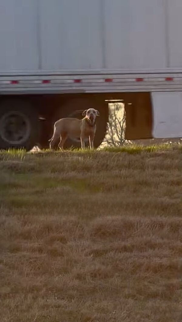 dog standing near truck