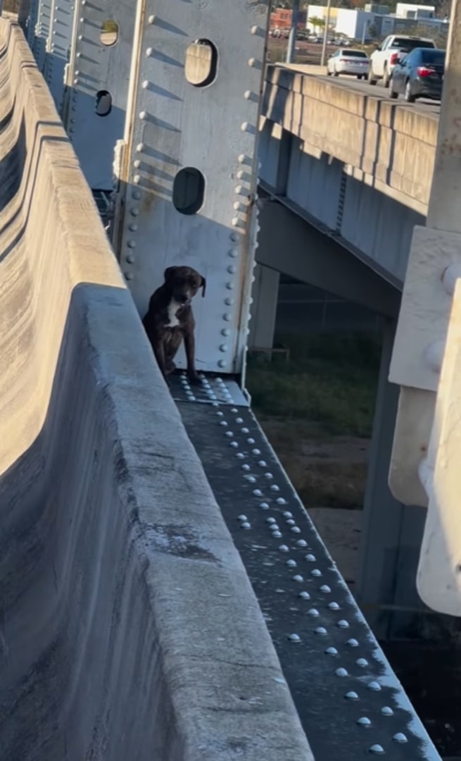 dog stuck on bridge