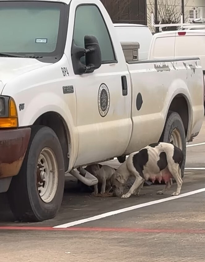 dog under car