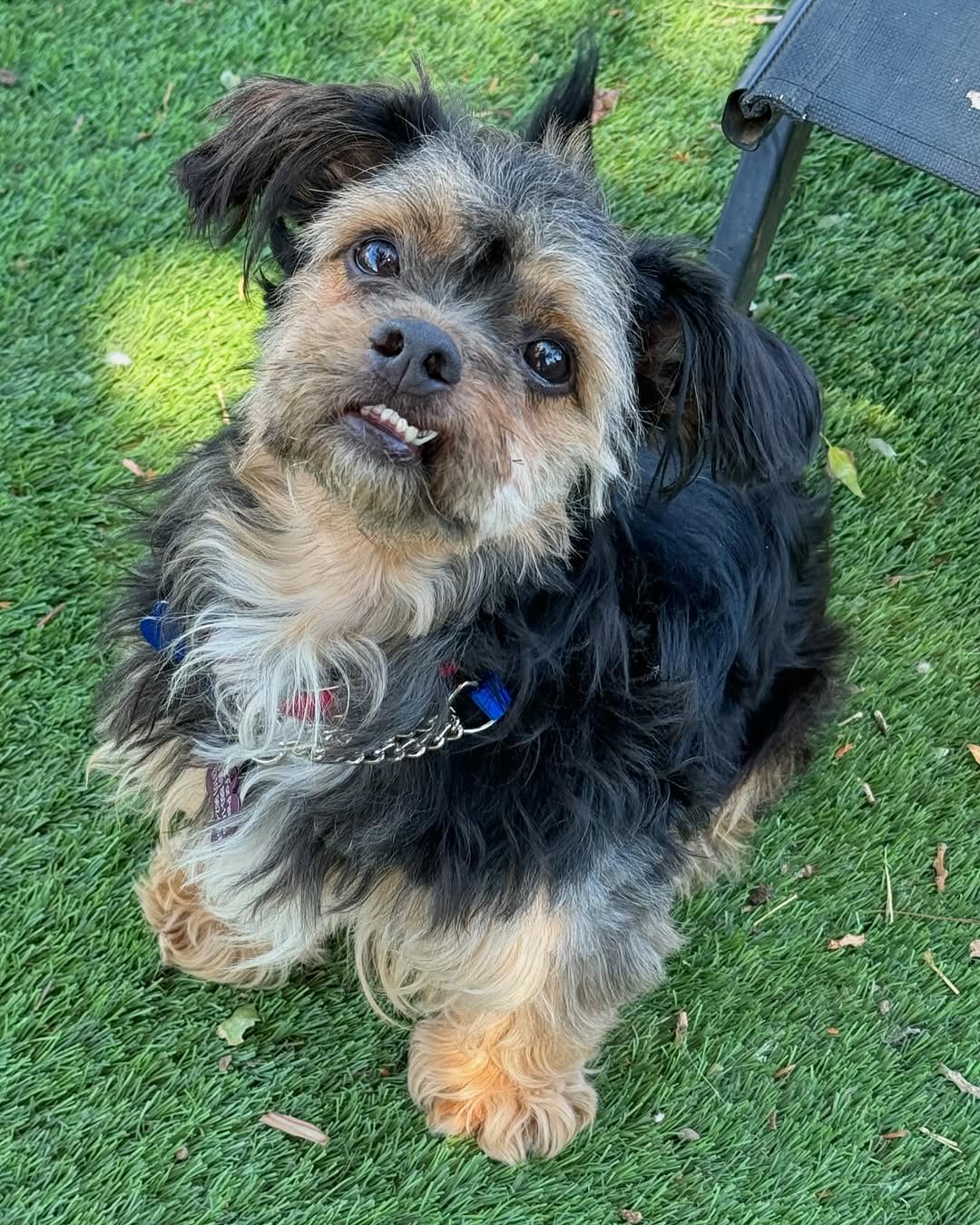 dog with a crooked smile