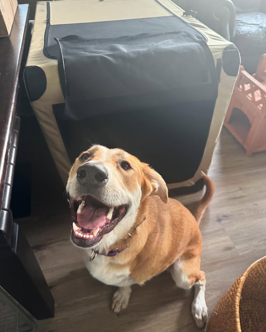 dog with three legs posing for a picture