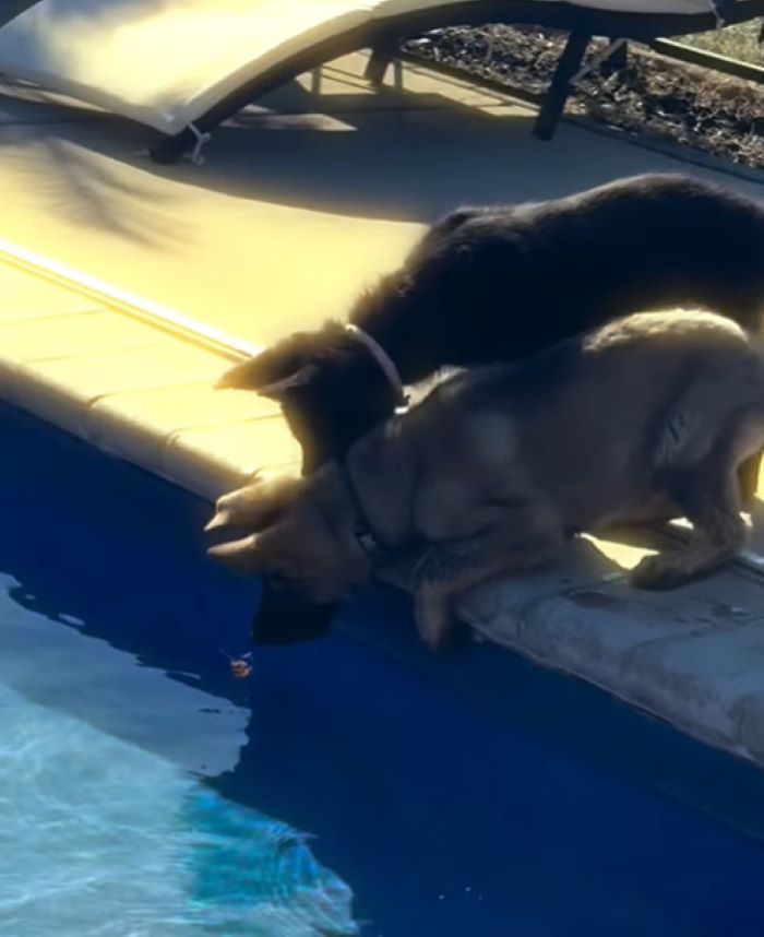 dogs drinking from pool