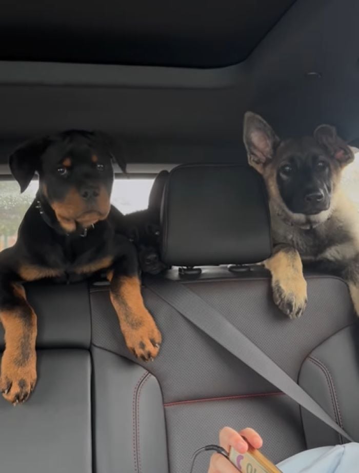 dogs in car