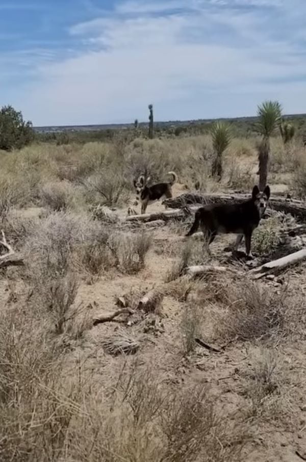 dogs in desert looking straight at the camera