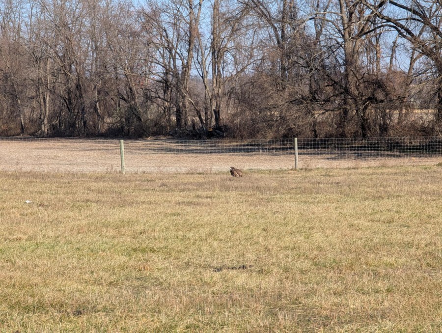 eagle on the ground