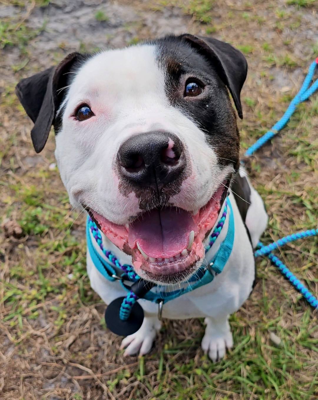 happy black and white dog