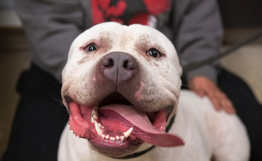 happy white dog