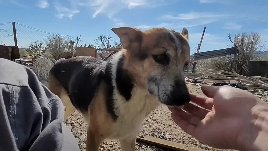 human hand petting a dog