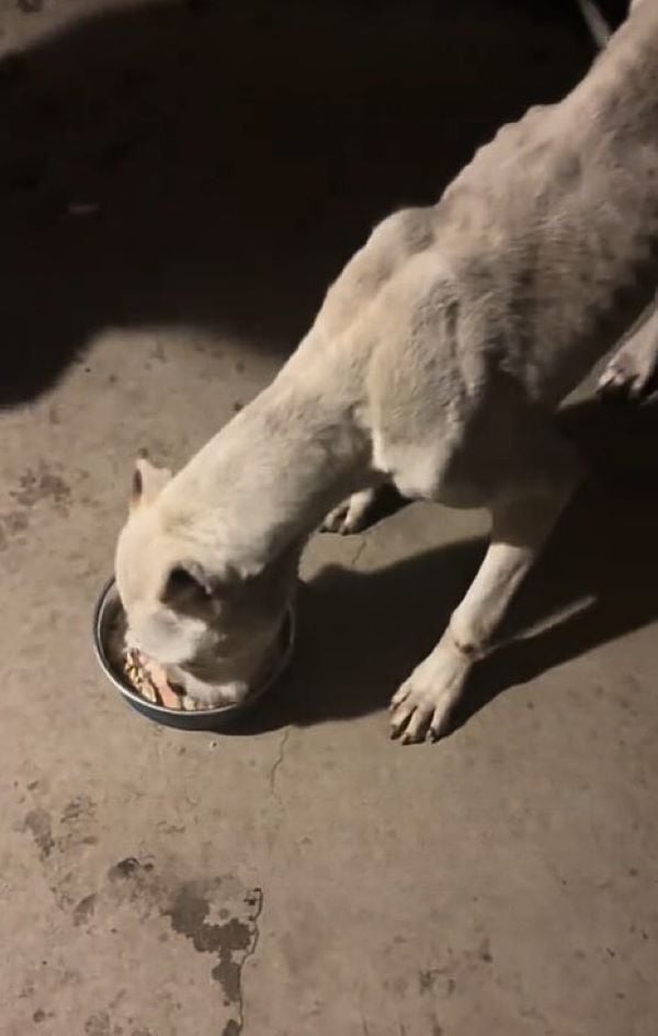 hungry dog eating