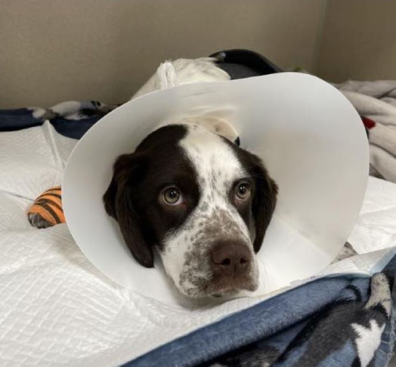 injured dog